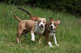 AMSTAFF  PUPPIES 178